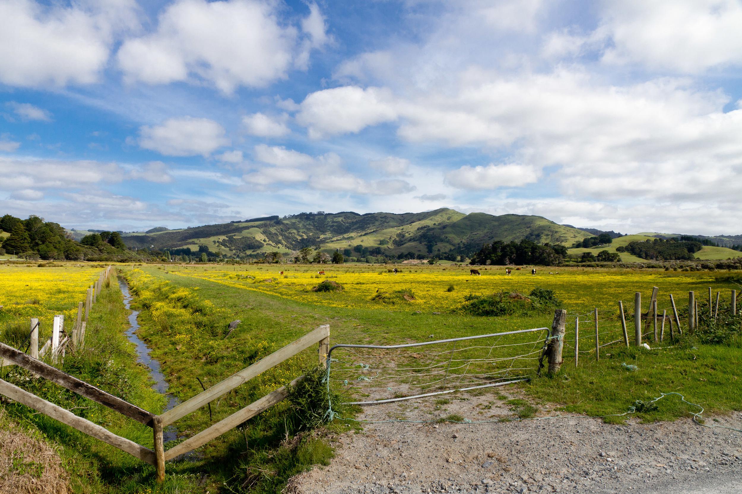 Gallery New Zealand - Image 4