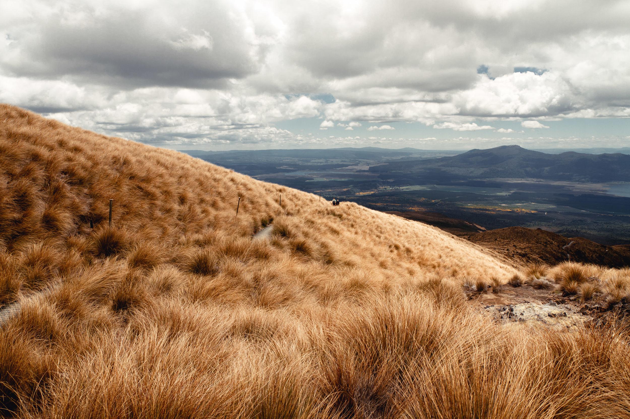 Gallery New Zealand - Image 20